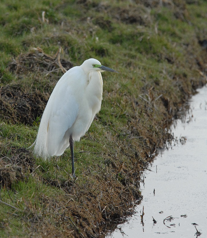 Grote Zilverreiger